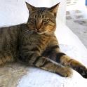 Mykonos Katzen (179)